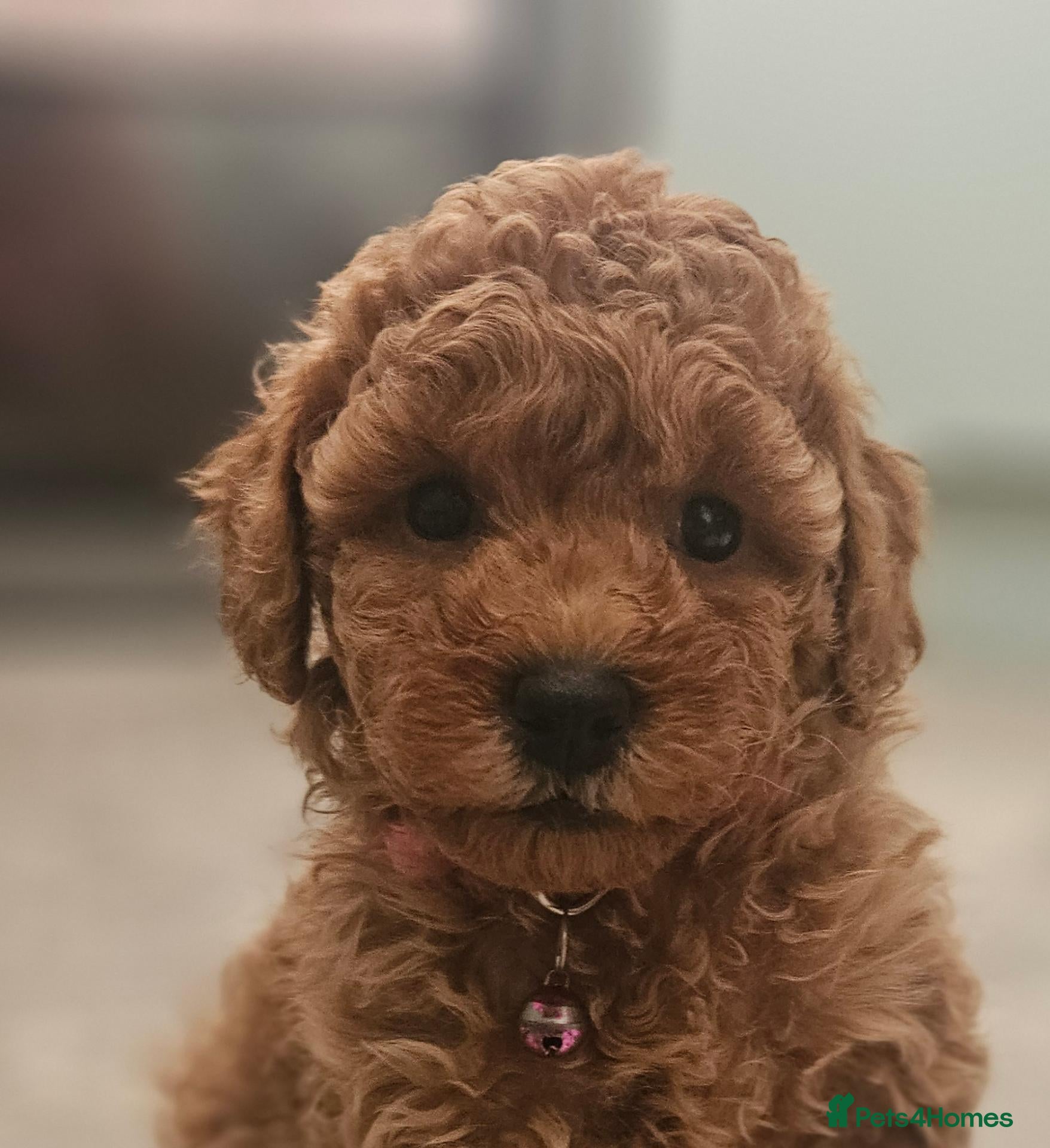 Toy Poodle dogs Licensed breeder kc reg Girl available  - Advert 1