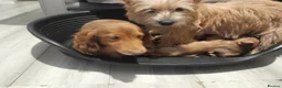 Mixed Breed dogs for sale: Cairn terriers - Advert 24