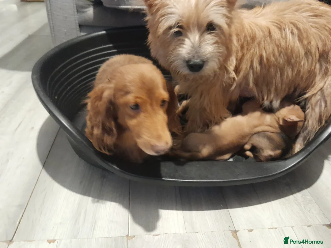 Mixed Breed dogs for sale: Cairn terriers - Advert 24