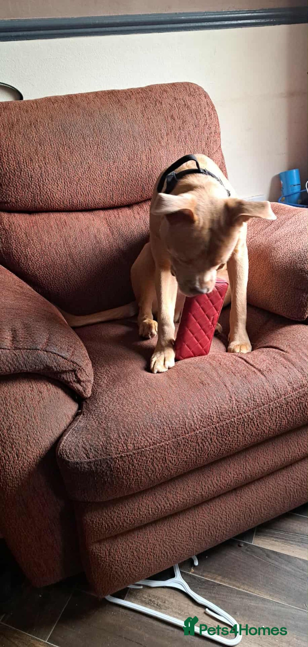 American Bully dogs for stud: American bully x American staffy for studding. - Advert 3