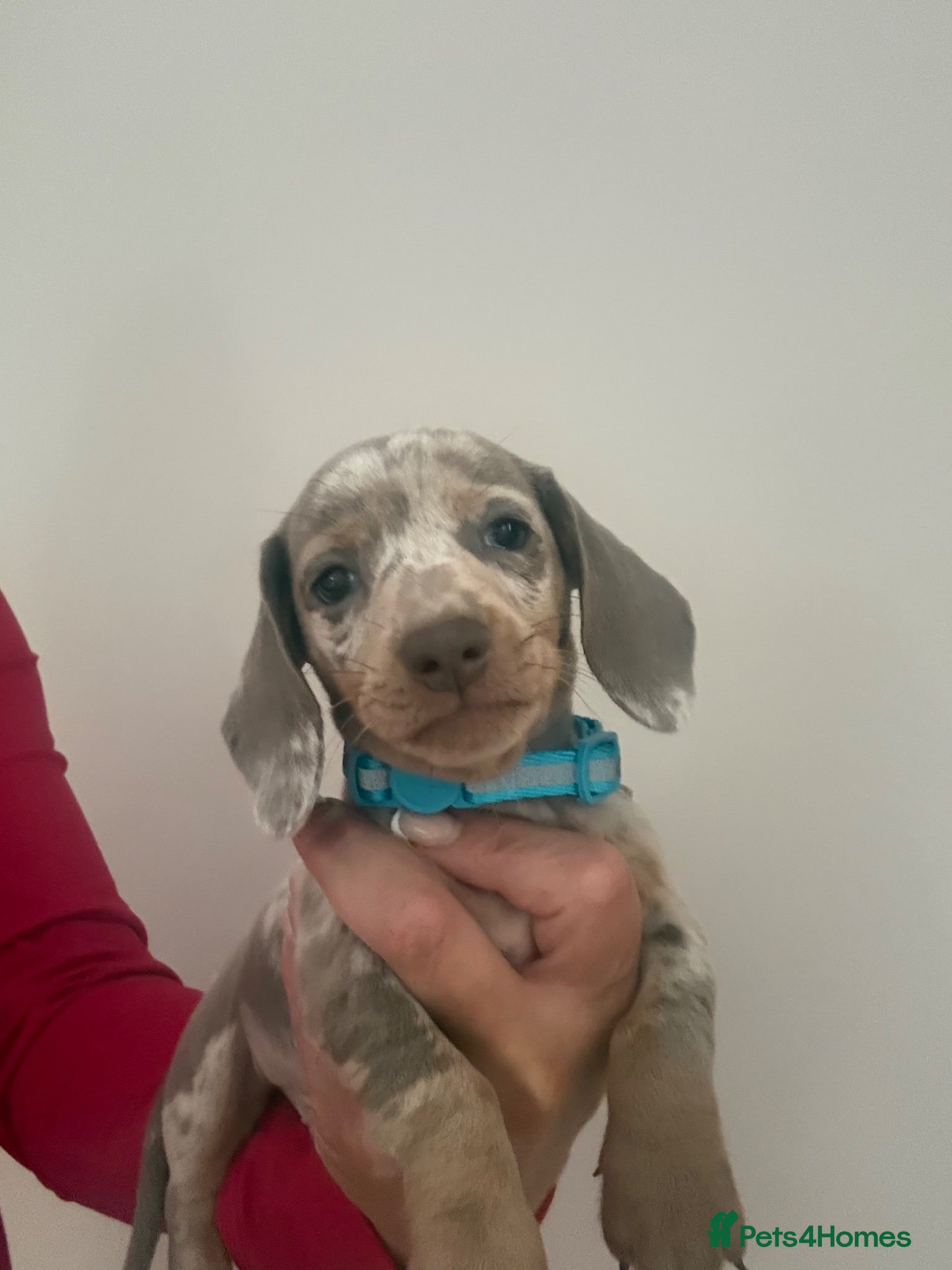 Miniature Dachshund dogs Miniature Dashounds puppy’s  - Advert 1