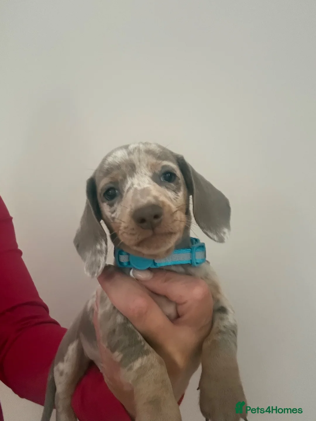 Miniature Dachshund dogs for sale: Miniature Dashounds puppy’s  - Advert 1