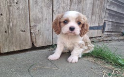 Cavalier King Charles Spaniel dogs for sale: Beautiful Blenheim puppies  - Image 2