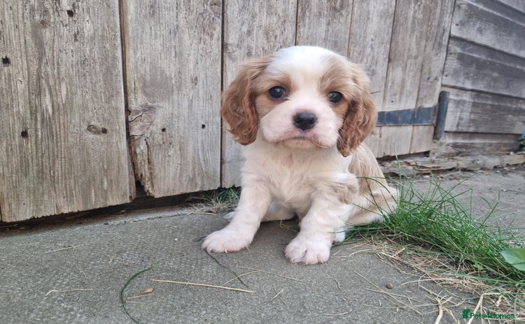Cavalier King Charles Spaniel dogs - Advert 11