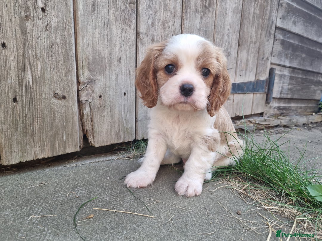 Cavalier King Charles Spaniel dogs for sale: Beautiful Blenheim puppies  - Image 2