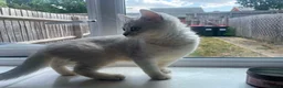British Shorthair cats for sale: British Blue Shorthair Silver Tabby kittens - Advert 13