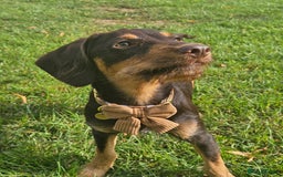 Mixed Breed dogs for sale: Barney 7 month old jackpoo x cockerpoo - Image 4