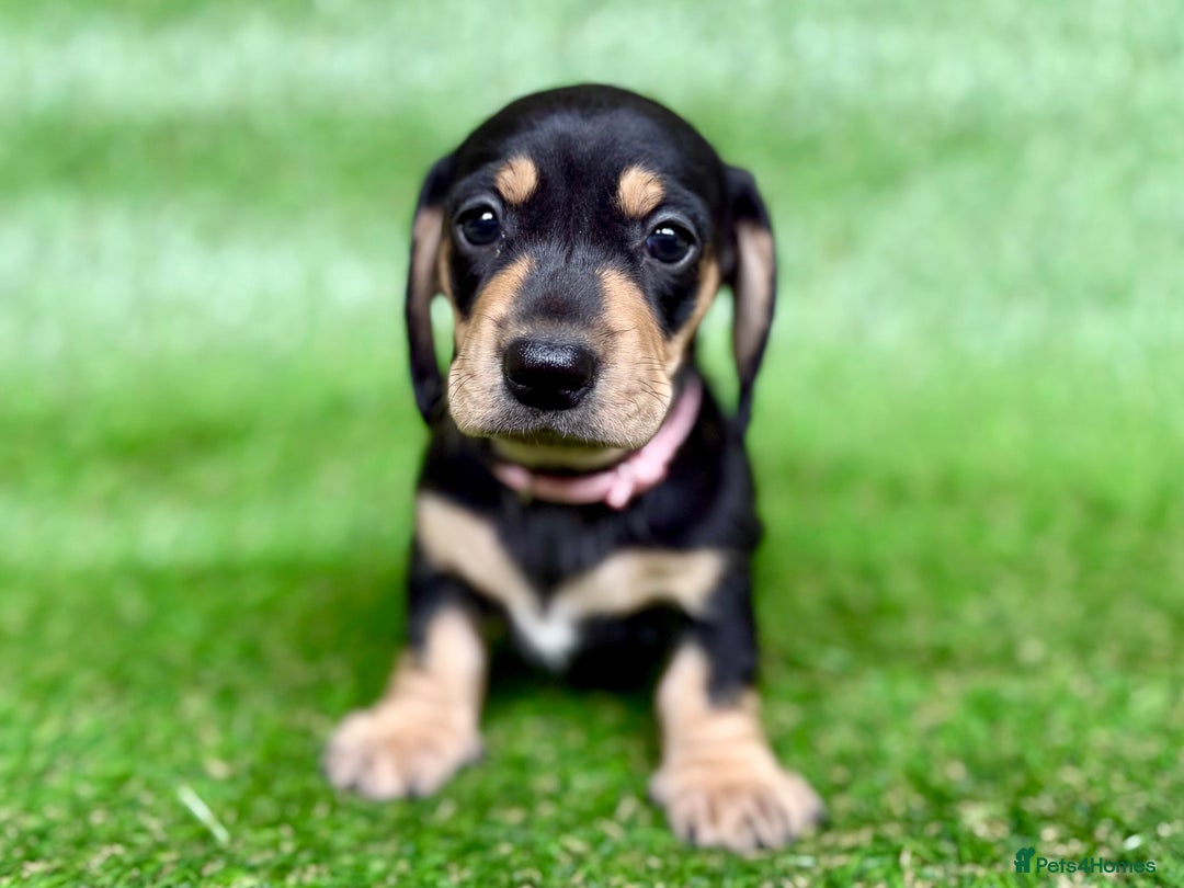 Dachshund dogs for sale: Black & Cream, Chocolate & Cream Dachshund Puppies - Image 6