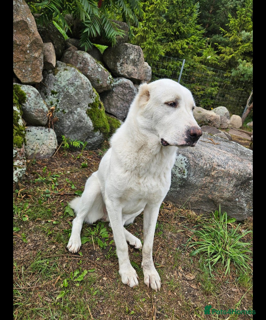 Central Asian Shepherd dogs for sale: Last one boy and girl central Asian shepherd pups - Advert 7
