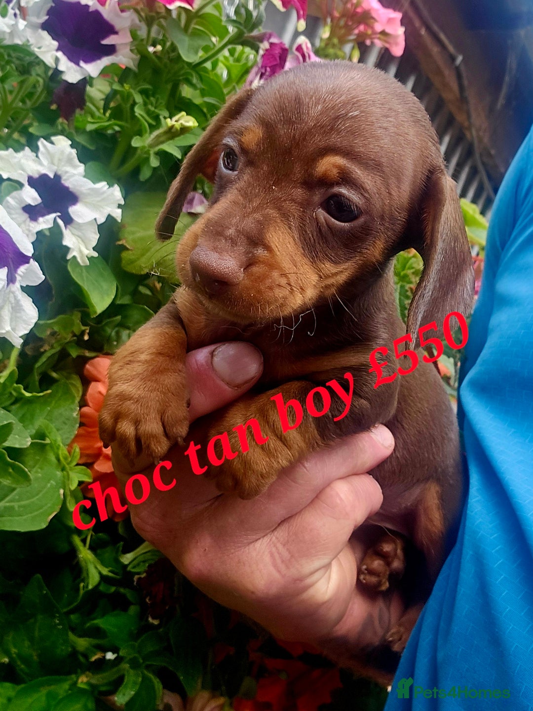 Miniature Poodle dogs for sale: PRA CLEAR MIN DACHSHUNDS  - Image 9