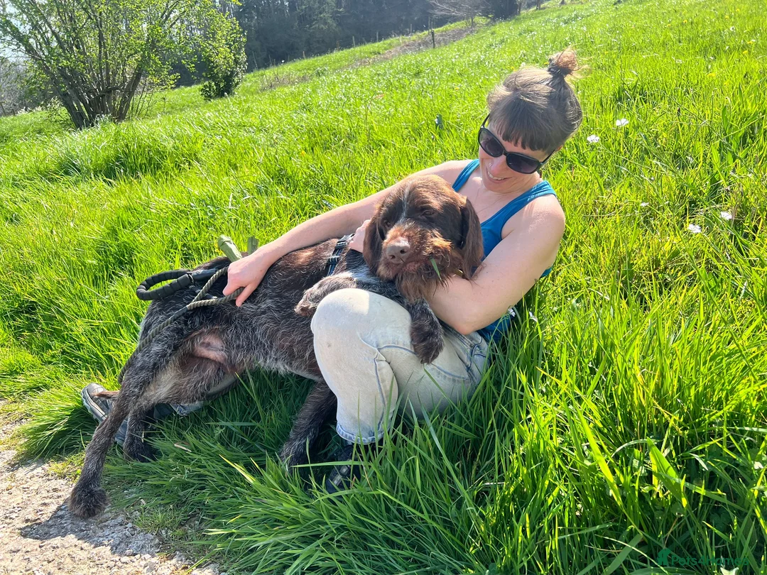 German Wirehaired Pointer dogs for adoption: German Wirehaired Pointer in York - Advert 2