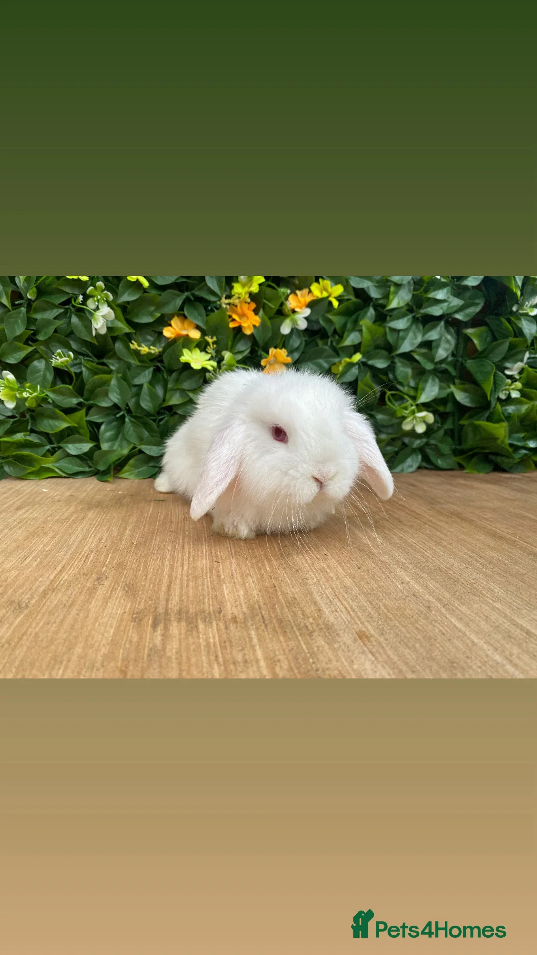 Mini Lop rabbits for sale: Mini lop buck ready now REW  - Advert 2