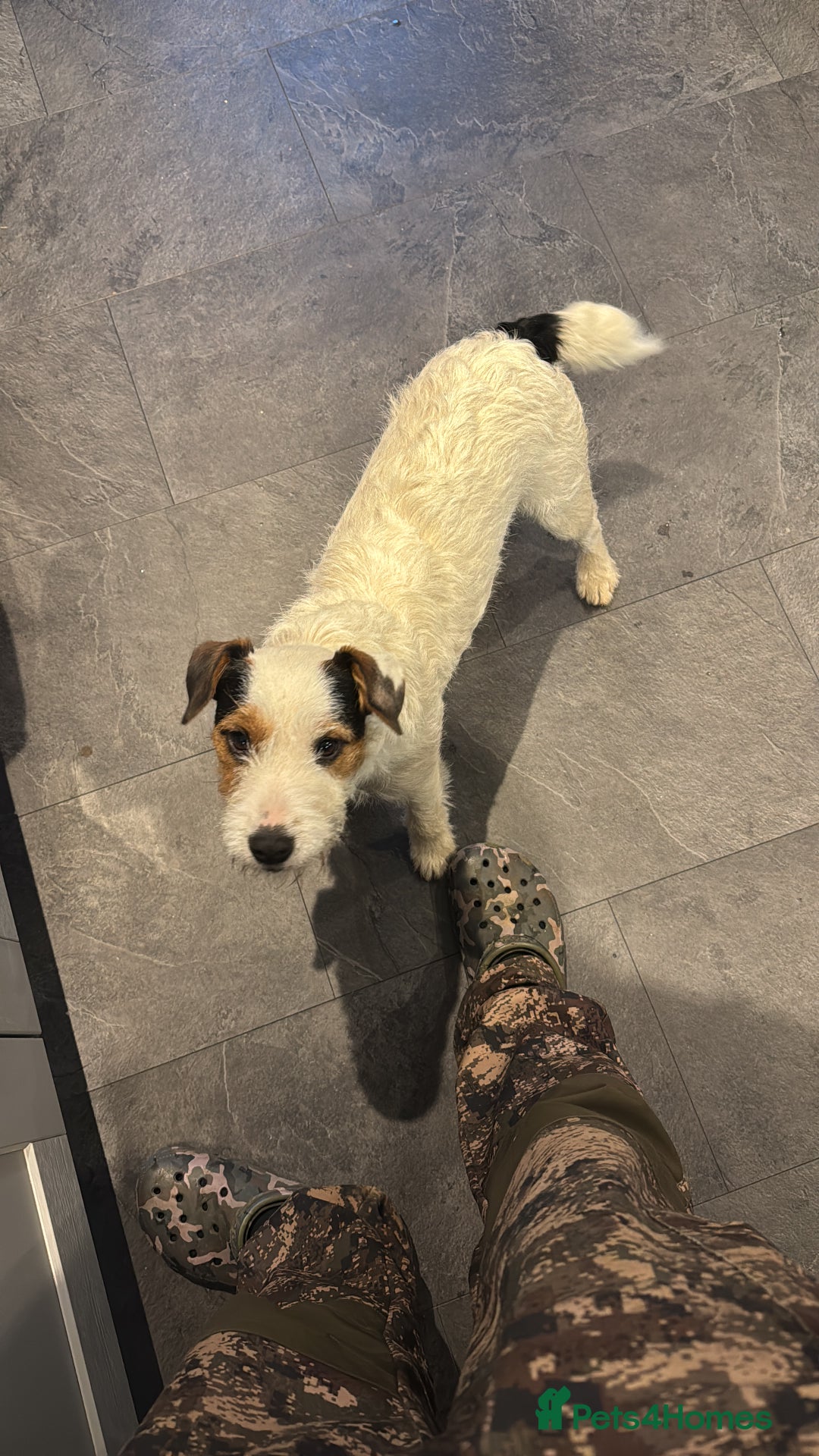 Mixed Breed dogs for sale: Lakeland/russell puppies - Advert 1