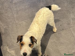 Mixed Breed dogs Lakeland/russell puppies - Advert 3