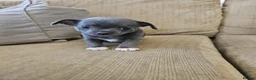 Chihuahua dogs for sale: X1 Grey blue Smoothcoat Chihuahua female  - Advert 4