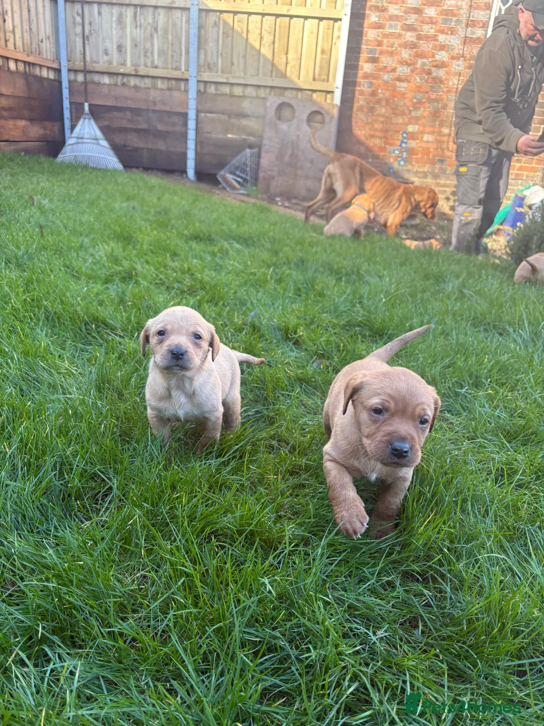 Labrador Retriever dogs for sale: Fox red Labrador Puppies  - Advert 3
