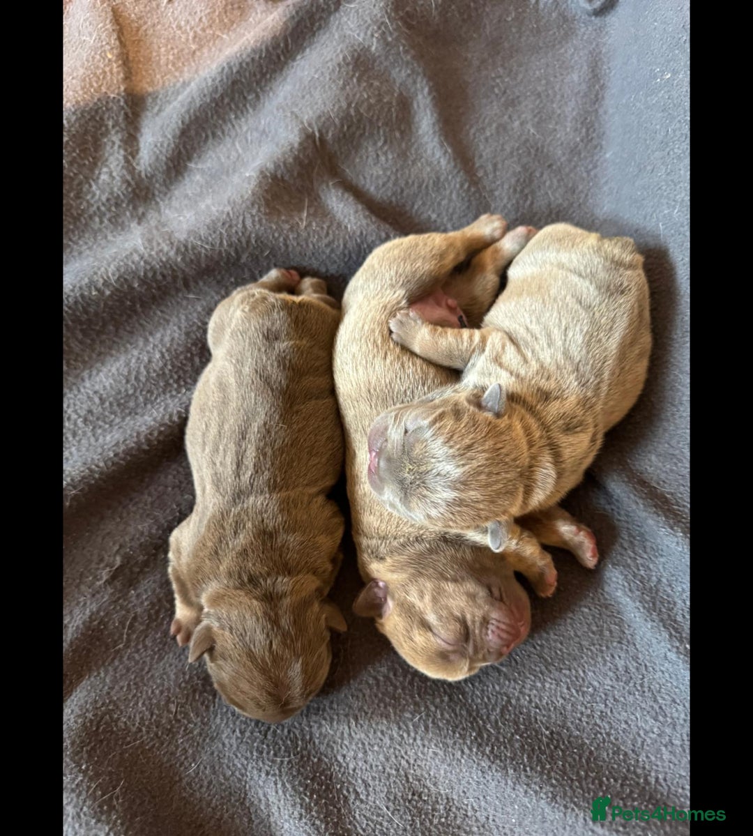 French Bulldog dogs for sale: Adorable Isabella carrying pink frenchie pups - Image 2