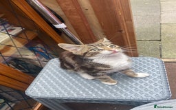 Mixed Breed cats for sale: One kitten  - Image 1