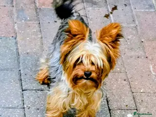 Yorkshire Terrier dogs TRADITIONAL SMALL TYPE YORKSHIRE TERRIER FOR STUD - Advert 3