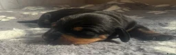 Miniature Dachshund dogs for sale: Gorgeous mini dachshund pups  - Advert 26