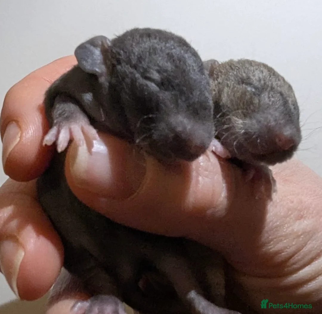 Rat rodents for sale: Fancy rat babies  - Advert 4