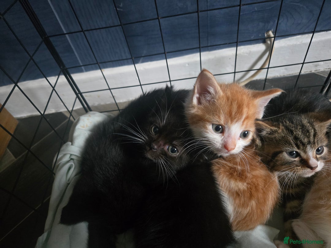 British Shorthair cats for sale: Adorable kittens - Advert 14