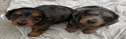 Dachshund dogs for sale: 9 Dachshunds available  in Leeds - Advert 3