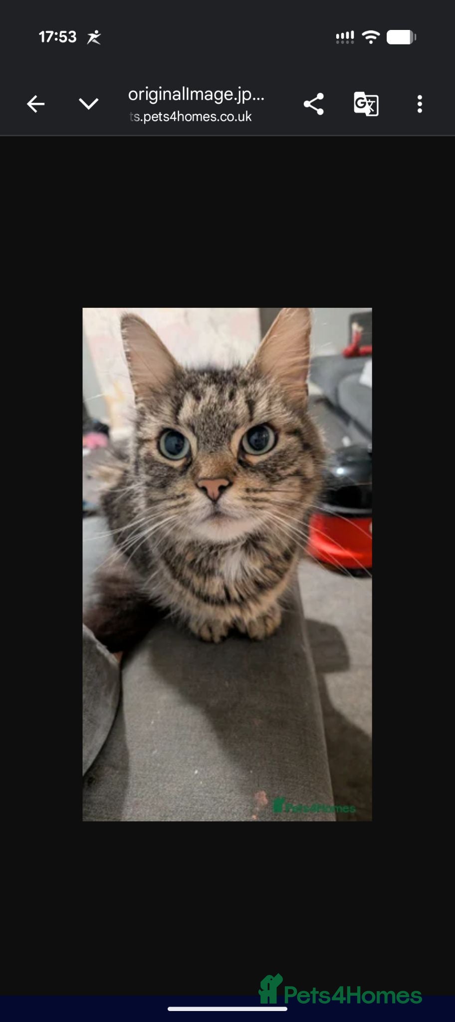 Mixed Breed cats 3 boys 2 girls - Advert 1