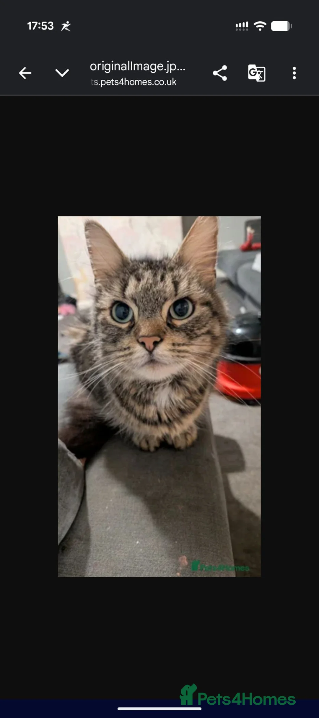 Mixed Breed cats for sale: 3 boys 2 girls - Advert 1