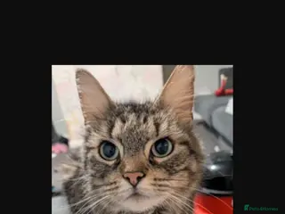 Mixed Breed cats 3 boys 2 girls - Advert 1