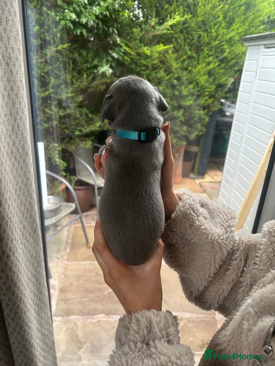 Great Dane dogs for sale: Champion Great Dane puppies for sale - Image 16