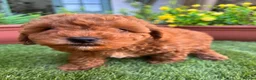 Cockapoo dogs for sale: Stunning F1B toy cockapoos - Advert 7