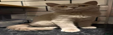 British Shorthair - lilac