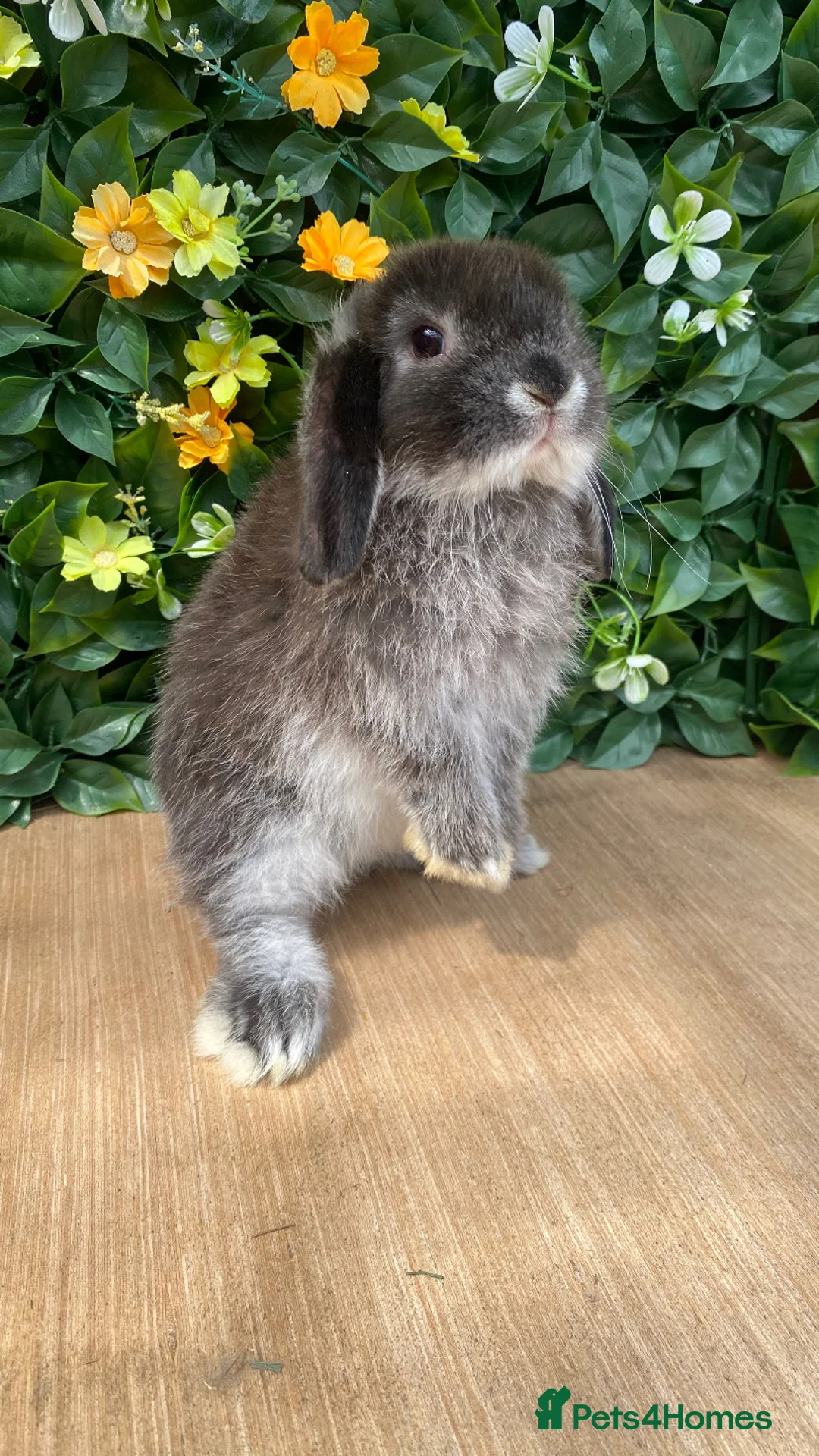 Mini Lop rabbits for sale: Mini lop buck 💙 - Advert 2