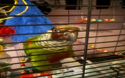 Conures birds for sale: RARE white-eared conure and cage - Image 2