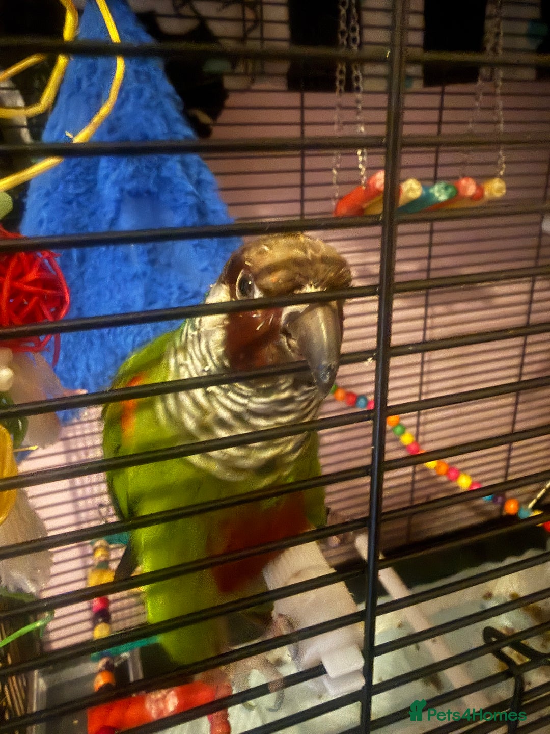 Conures birds for sale: RARE white-eared conure and cage - Image 2