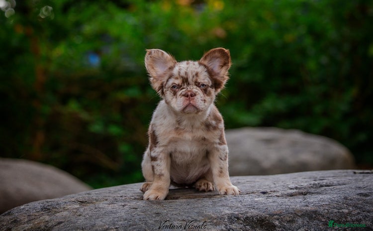French Bulldog dogs - Advert 2