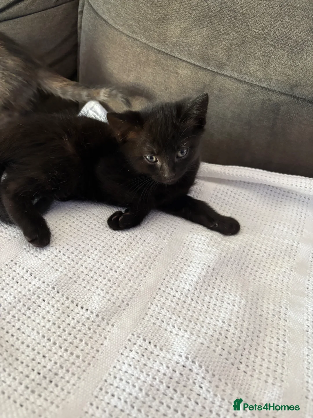 Mixed Breed cats for sale: 3 beautiful British shorthair kittens ready soon in Southend-on-Sea - Advert 2