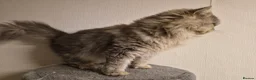 Persian cats for sale: Beautiful registered Persian   - Advert 4