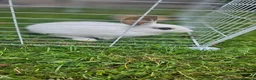 Rex rabbits for sale: Friendly male rabbit - Advert 4