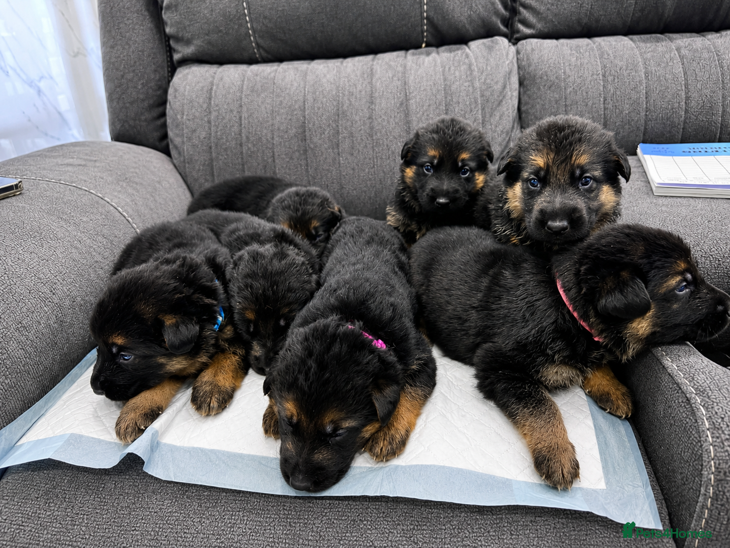 German Shepherd dogs ⭐️7 Beautiful German Shepherd Puppies⭐️ - Advert 3