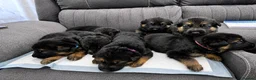 German Shepherd dogs for sale: ⭐️7 Beautiful German Shepherd Puppies⭐️ in Rugby - Advert 1