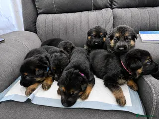 German Shepherd dogs ⭐️7 Beautiful German Shepherd Puppies⭐️ - Advert 1
