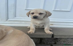 Labrador Retriever dogs for sale: Chunky Labradors ready now - Image 16