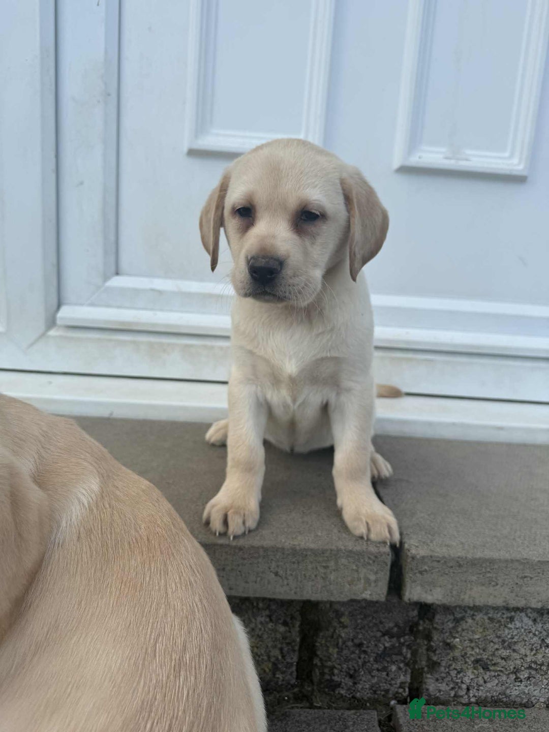 Labrador Retriever dogs for sale: Chunky Labradors ready now - Image 16