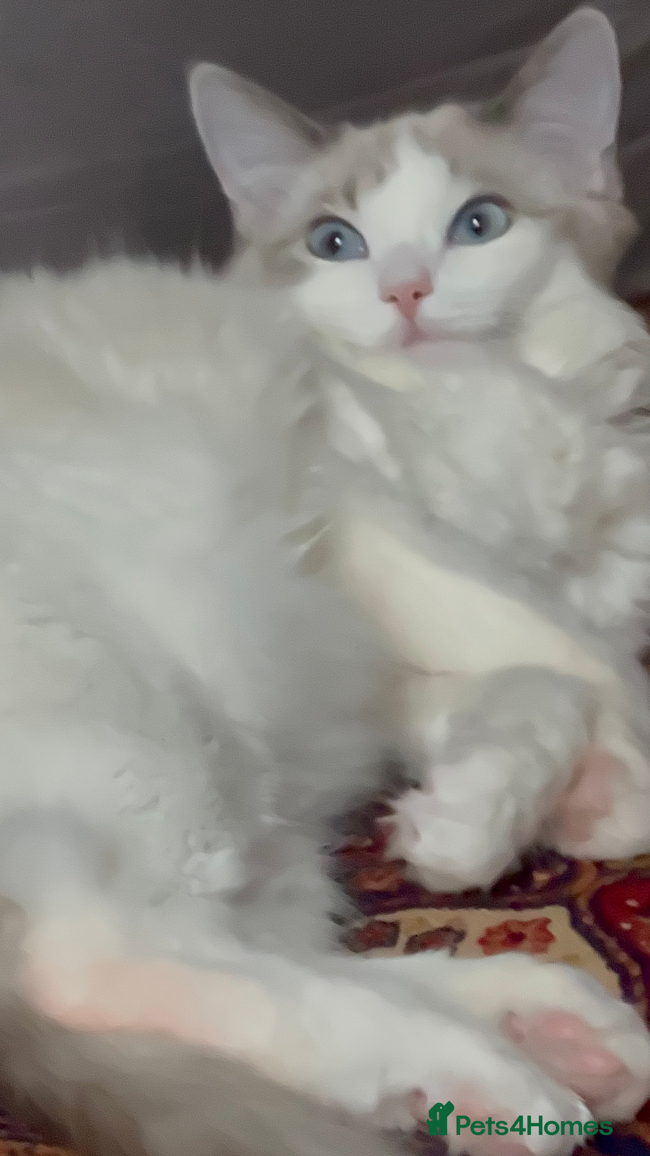 Mixed Breed cats Mom Pure pedigree ragdoll Dad pure pedigree BSH  - Advert 1