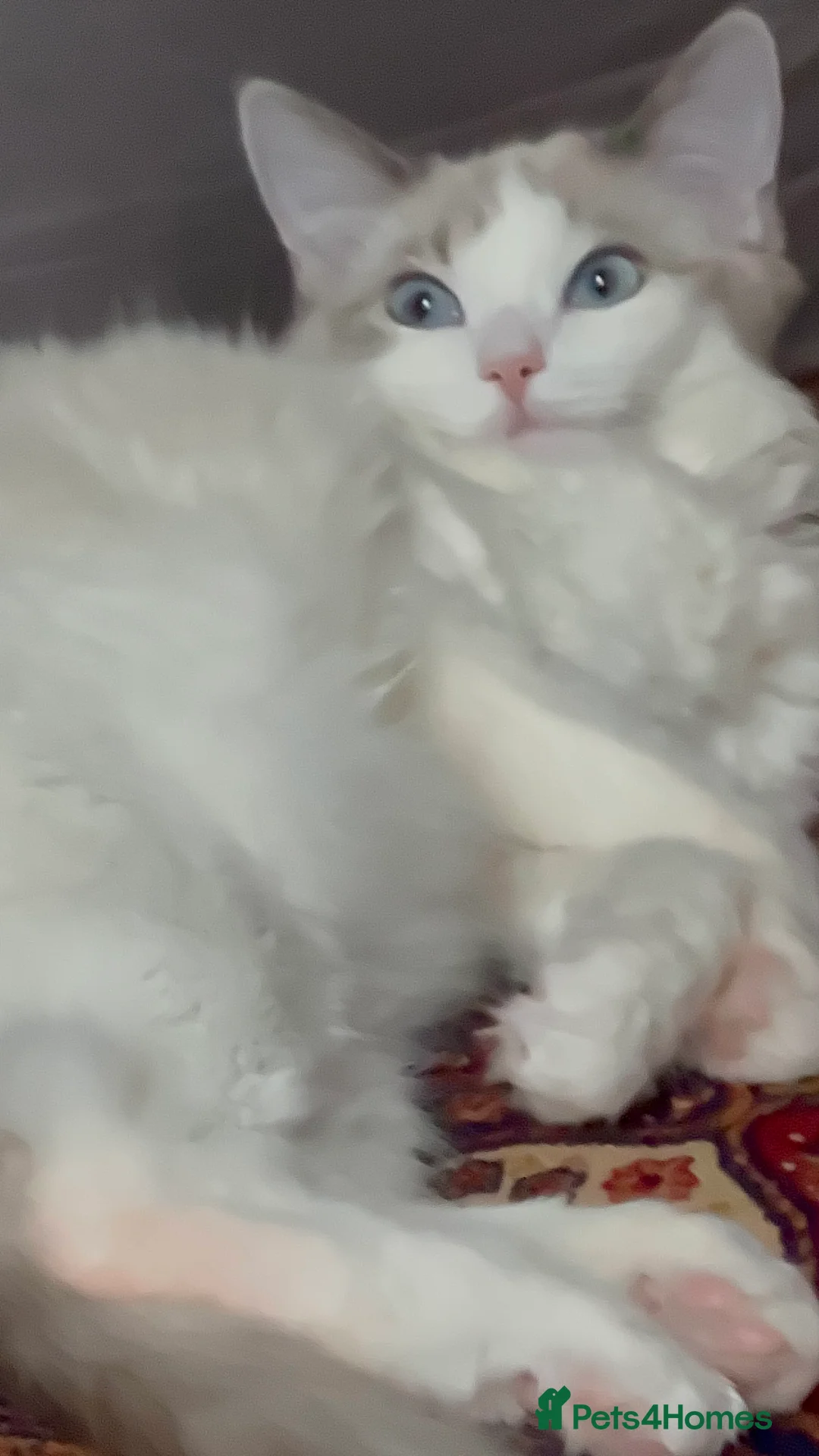 Mixed Breed cats for sale: Mom Pure pedigree ragdoll Dad pure pedigree BSH  - Advert 1