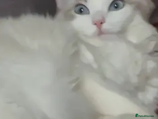 Mixed Breed cats Mom Pure pedigree ragdoll Dad pure pedigree BSH - Advert 1