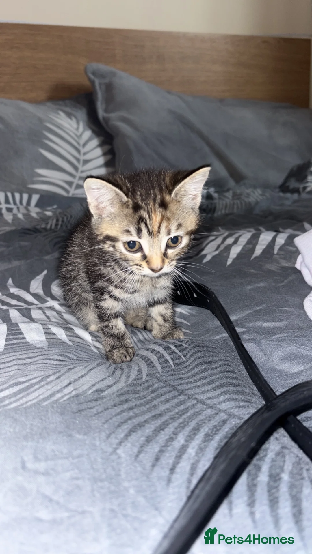 Mixed Breed cats for sale: female kitten for adoption in Thornton Heath - Advert 2
