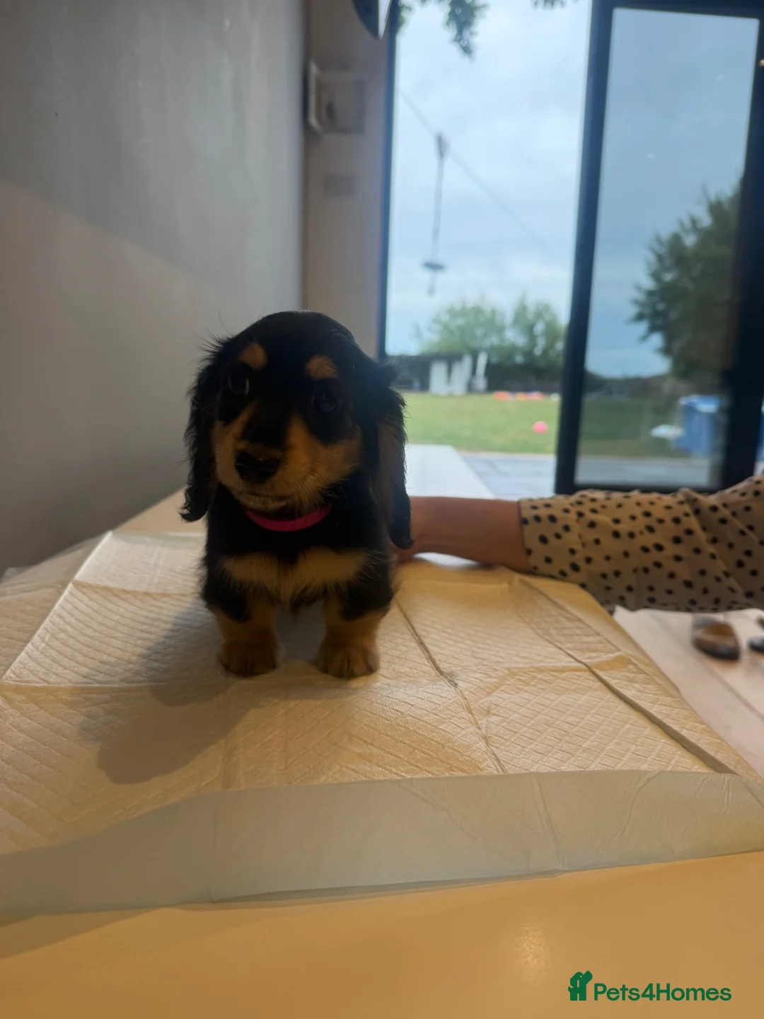 Miniature Dachshund dogs for sale: 🐾Beautiful Long-Hair Miniature Dachshund Puppy🐾 - Advert 3